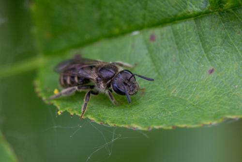 Lasioglossum sp.